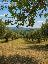 Terreno 10460 mq, zona Noto