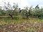 Terreno 2933 mq, zona Casalini